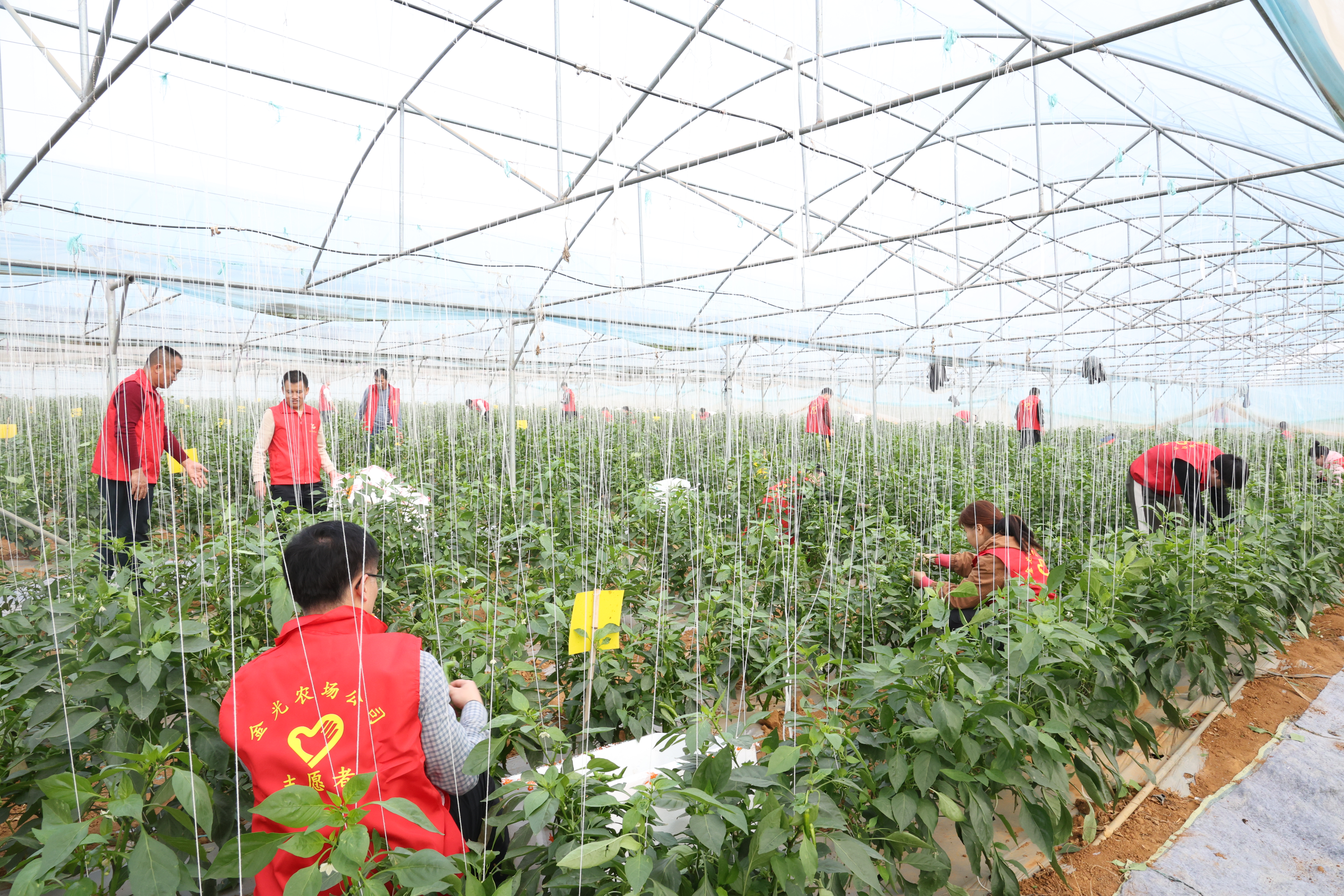 “慶豐收 ‘椒’出滿(mǎn)意答卷，啟新程鑄就產(chǎn)業(yè)一流”金光農(nóng)場(chǎng)公司黨委開(kāi)展主題黨日活動(dòng)